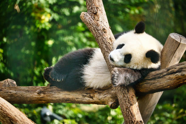 istock Giant panda lying on tree trunks in the high. Endangered mammal from China. Nature 1406898874