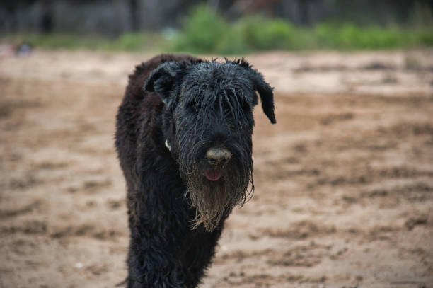 istock wet black dog at beach 1406898941