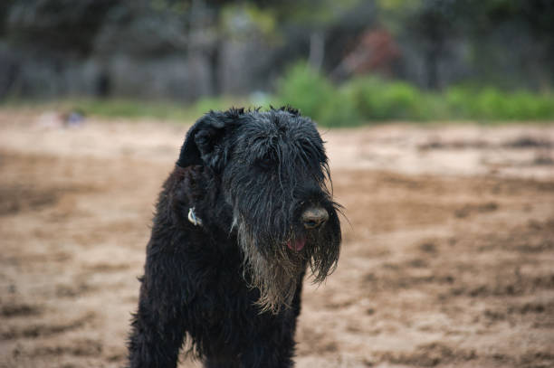 istock wet black dog at beach 1406898968
