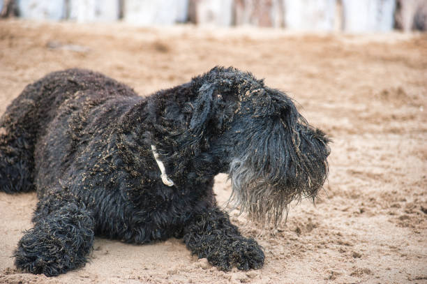 istock wet black dog at beach 1406899516