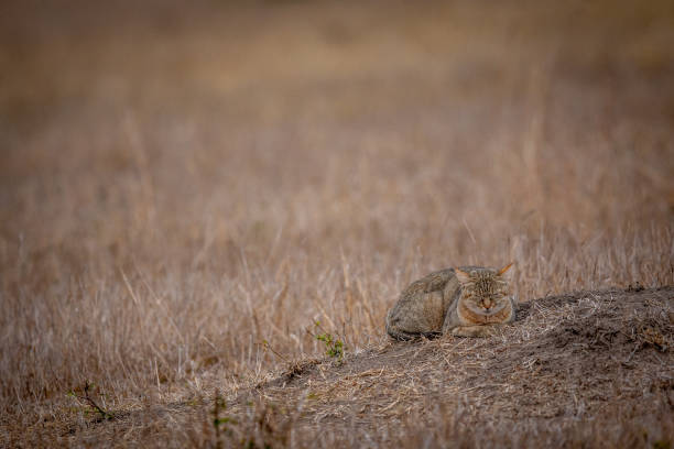 istock African wild cat laying down in the grass. 1406899567