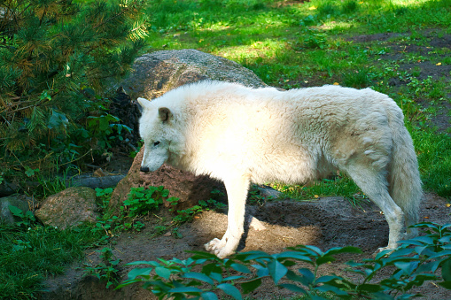 Polar wolf standing on a meadow with white fur. Shy predator among mammals. Animal photo from nature