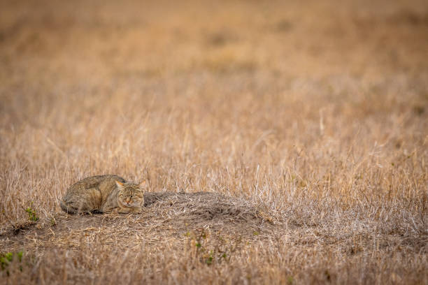 istock African wild cat laying down in the grass. 1406899673
