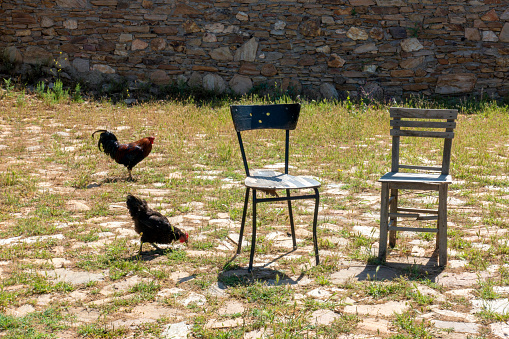 Two old chairs and chickens