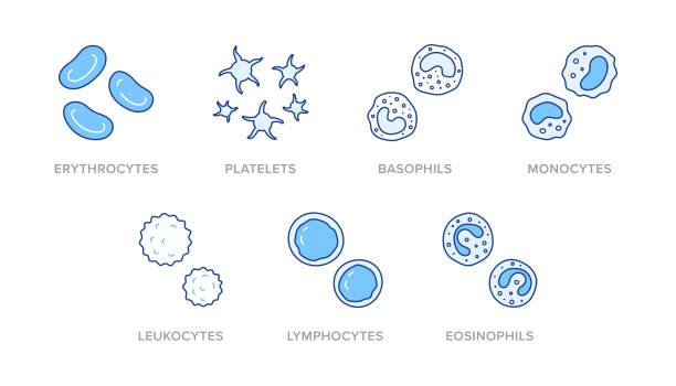 ilustracja doodle komórek krwi, w tym ikony - erytrocyt, płytki krwi, bazofil, monocyt, leukocyt, limfocyt, eozynophil. cienka linia sztuki o hematologii. kolor niebieski, edytowalny obrys - wbc stock illustrations