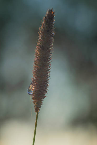 istock Morning dew on herb stem in the fog. Macro. 1406900608