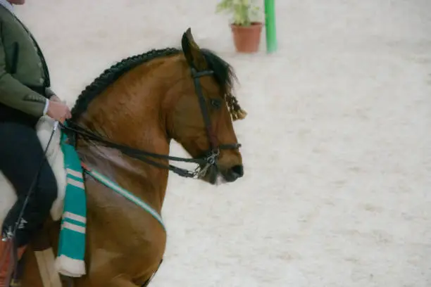 Very pretty Andalusian horse which makes the parade for the pleasure of the spectators
