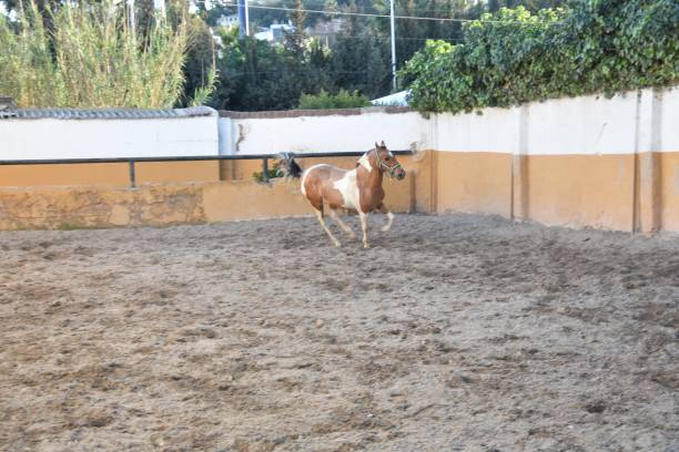 istock Andalusian horse 1406901791