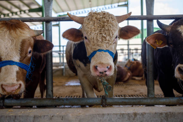 istock Bulls in animal market (Eid-al-Adha) 1406901854