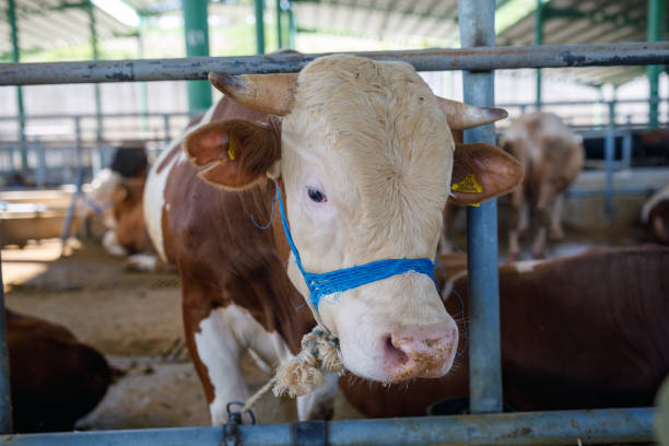 Bulls in animal market (Eid-al-Adha)