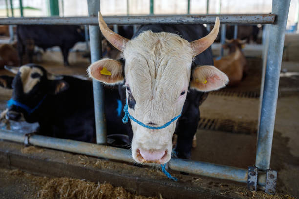 istock Bulls in animal market (Eid-al-Adha) 1406902035