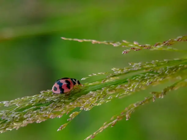 Beautyful red Ladybug on the grass.insects,animals,fauna,ladybird