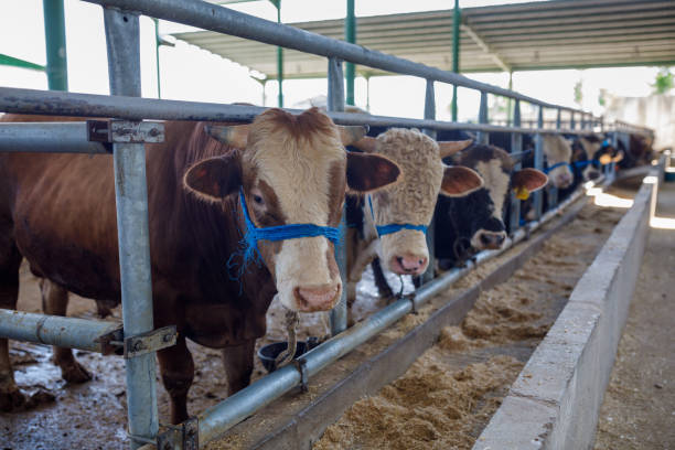 Bulls in animal market (Eid-al-Adha)