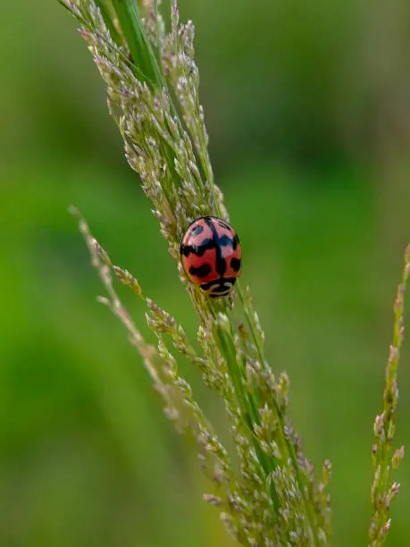 Beautyful red Ladybug on the grass.insects,animals,fauna,ladybird