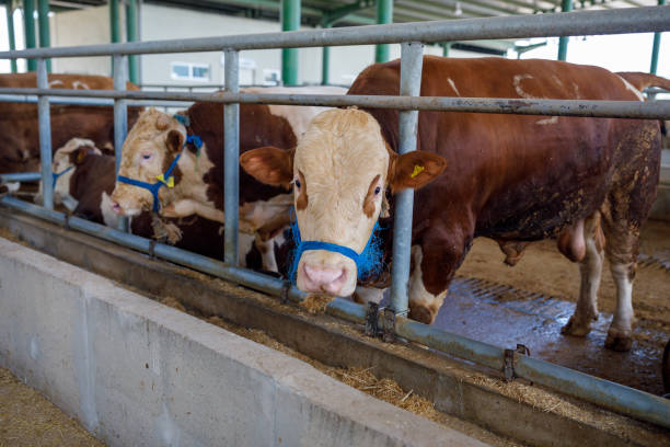 istock Bulls in animal market (Eid-al-Adha) 1406902359