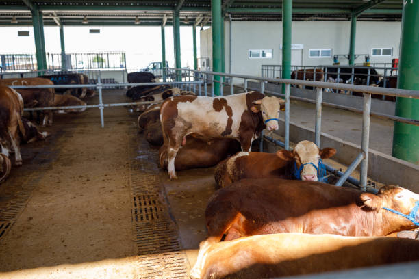 istock Bulls in animal market (Eid-al-Adha) 1406902455