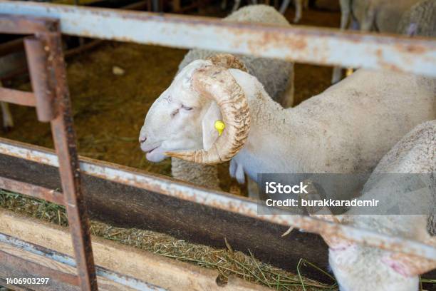 Group Of Animals In Livestock Market For Eid Aladha Or Kurban Bayrami Stock Photo - Download Image Now