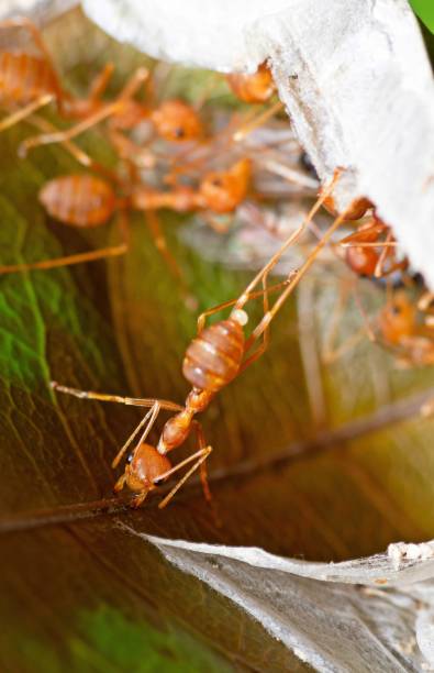istock Ant biting and folding leaf to build nest - animal behavior. 1406903347