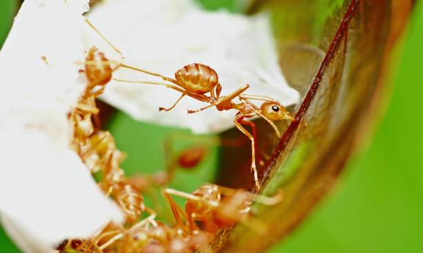 istock Ant biting and folding leaf to build nest - animal behavior. 1406903402