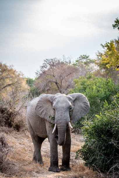 istock Big Elephant eating and starring at the camera. 1406903415