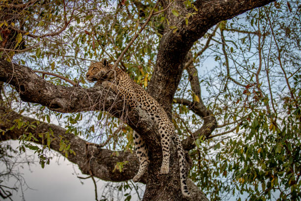 istock Leopard laying in a tree in the Kruger. 1406903416
