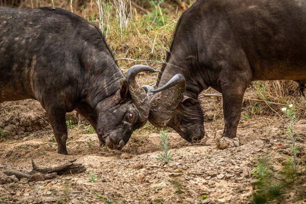 istock Two African buffalo bulls fighting. 1406903532