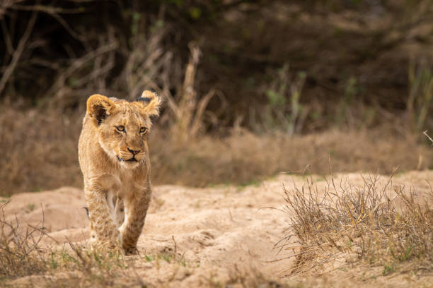 istock Young Lion cub walking towards the camera. 1406903775