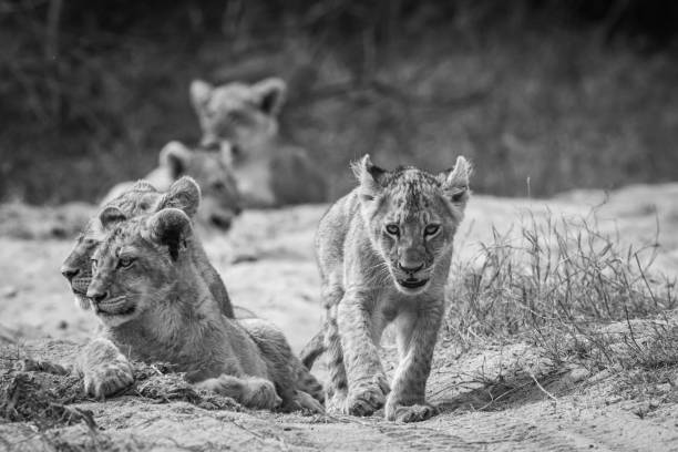 istock Young Lion cub walking towards the camera. 1406903933