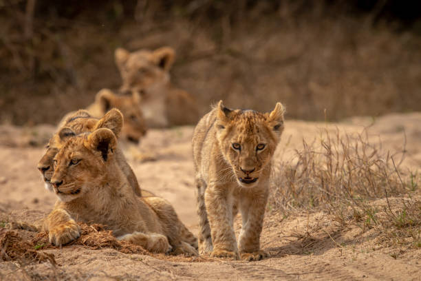 istock Young Lion cub walking towards the camera. 1406903934