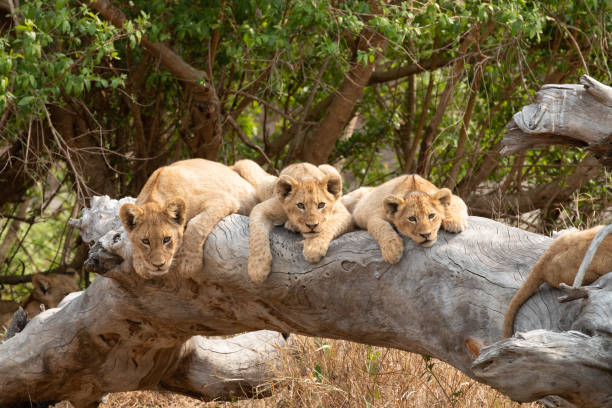 cachorros de león acostados en un árbol caído. - cachorro de león fotografías e imágenes de stock