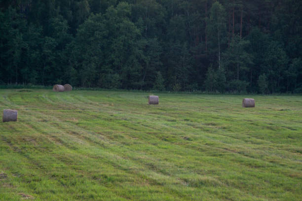 Round straw bales on a field after the grain harvest