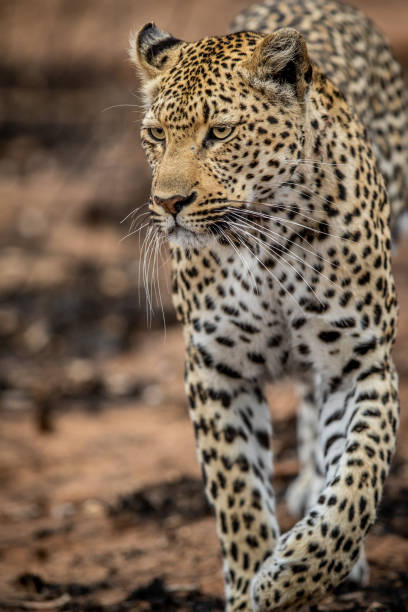 istock Close up of a female Leopard's head. 1406905191