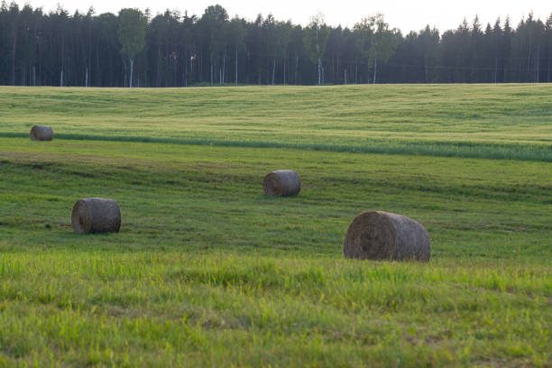Round straw bales on a field after the grain harvest
