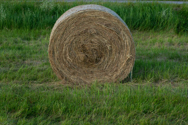 istock A haystack left in a field after harvesting grain crops. Harvesting straw for animal feed. End of the harvest season. Round bales of hay are scattered across the farmer's field. 1406905442