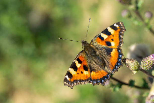 花の上の亀の甲羅の蝶 - small tortoiseshell butterfly ストックフォトと画像