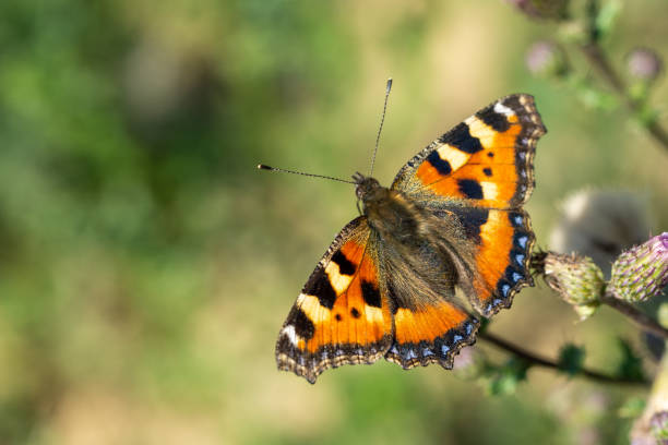 tortoiseshell butterfly on a flower tortoiseshell butterfly on a flower small tortoiseshell butterfly stock pictures, royalty-free photos & images