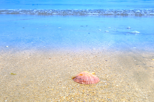 Scallop shell or coquille saint jacques shell on tidal sand flats off the coast of Brittany, France during a beautiful summer day.