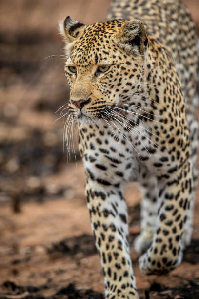 istock Close up of a female Leopard's head. 1406906019