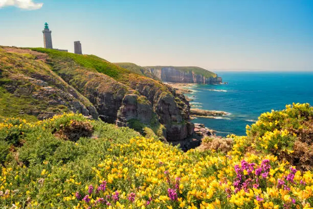 Cap Frehel cliffs with yellow gorse and violet heather flowers and lighthouse. Brittany, France during a beautiful summer day.