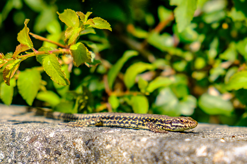 Baron green racer snake reptile on a tree branch