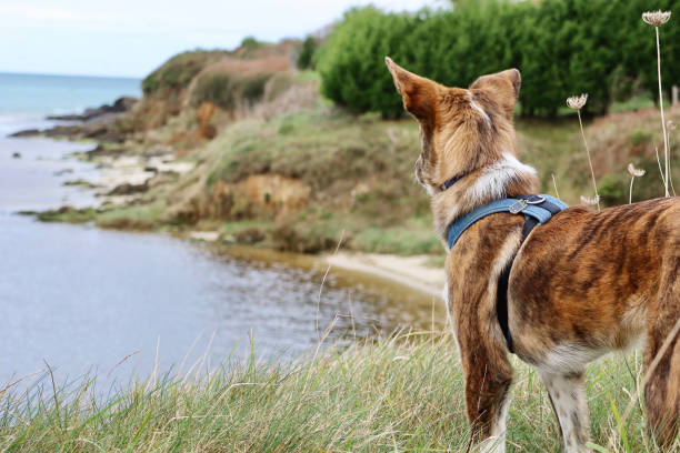 istock puppy dog facing the horizon 1406906137