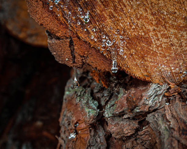 primer plano de un tronco de madera cortado, con gotas de resina y agua. también se aprecia su corteza - water sap fotografías e imágenes de stock