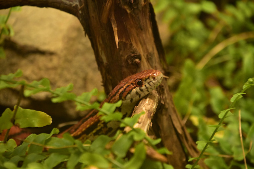 Wild eastern corn snake slithering over the top of a branch.
