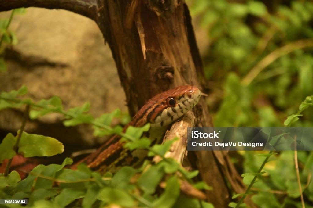 Eastern Corn Snake Slither Over a Branch Wild eastern corn snake slithering over the top of a branch. Animal Stock Photo
