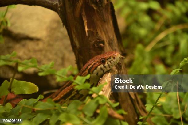 Eastern Corn Snake Slither Over A Branch Stock Photo - Download Image Now - Animal, Animal Wildlife, Animals In The Wild
