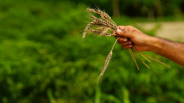 istock wheat plant in farmer hand 1406906528