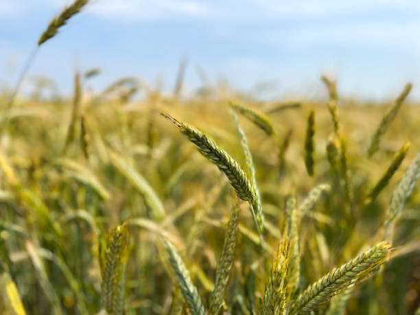 istock Background of a beautiful field with ripening rye. Rye close-up with copyspace 1406906579