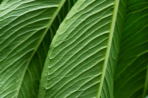 Detail of green leaf with prominent veins, extreme close-up