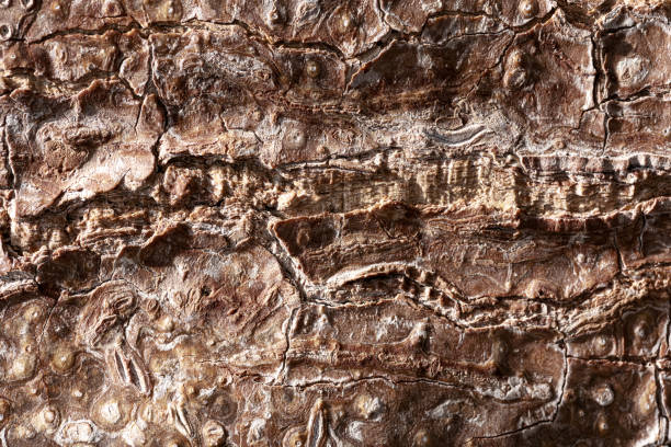 Close-up of Palm Tree Bark