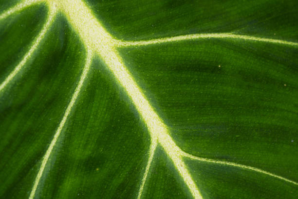 Abstract green leaf background with space for text. Design element for offers, ads, and congratulations